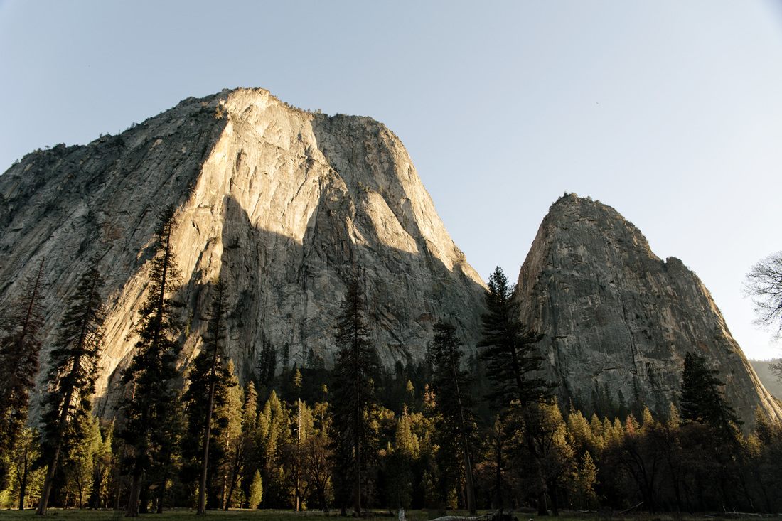A quiet meadow surrounded by pine forest in Yosemite
