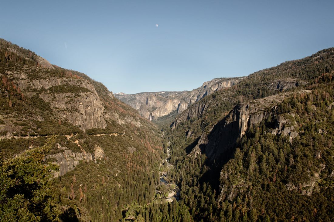 Tall pine trees lining a Yosemite trail