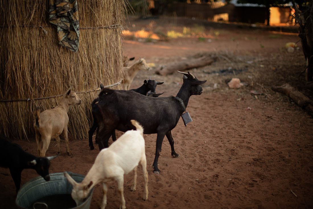 Chickens in the yard of a family compound in Chief Mukuni Village