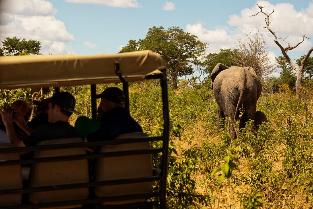 Wildlife along the riverbank during a Chobe water safari