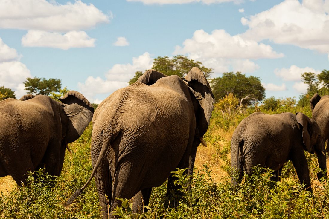 Wildlife along the riverbank during a Chobe water safari