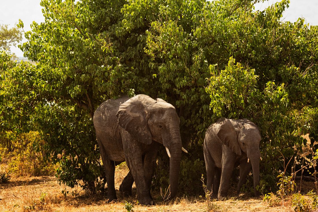 Animals gathered near the water in Chobe National Park