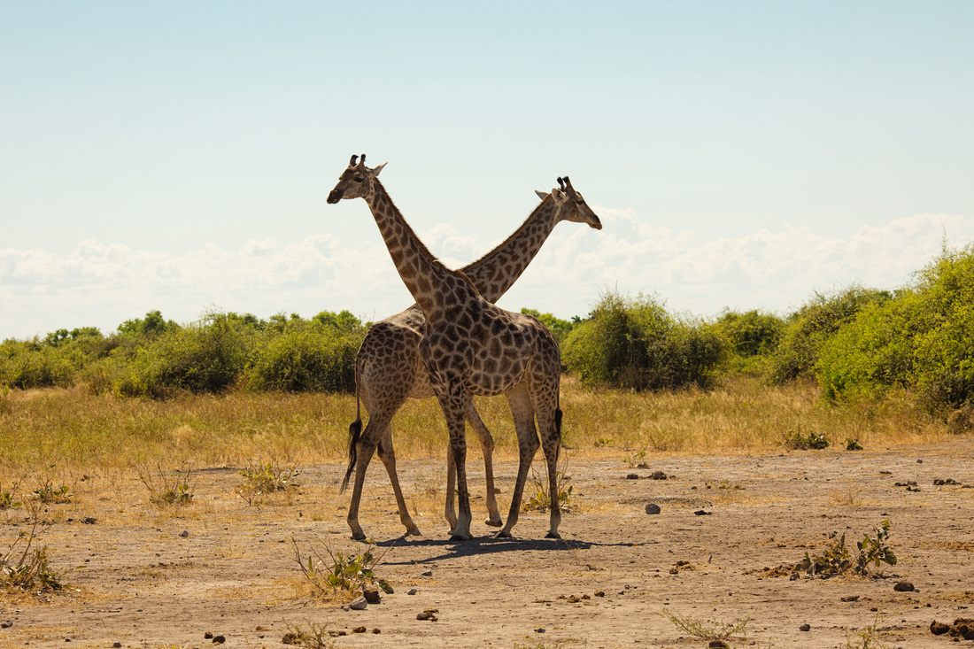 Wildlife photographed during a land safari in Chobe National Park, Botswana