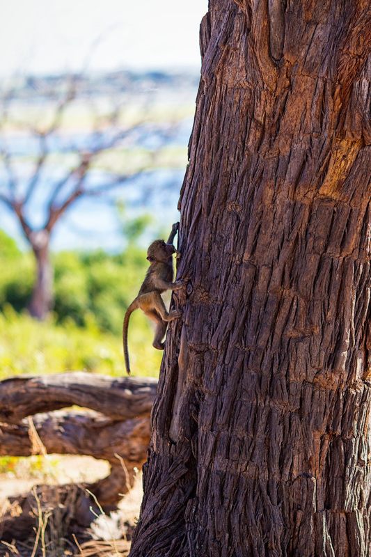 Close-up wildlife portrait from a Chobe National Park safari