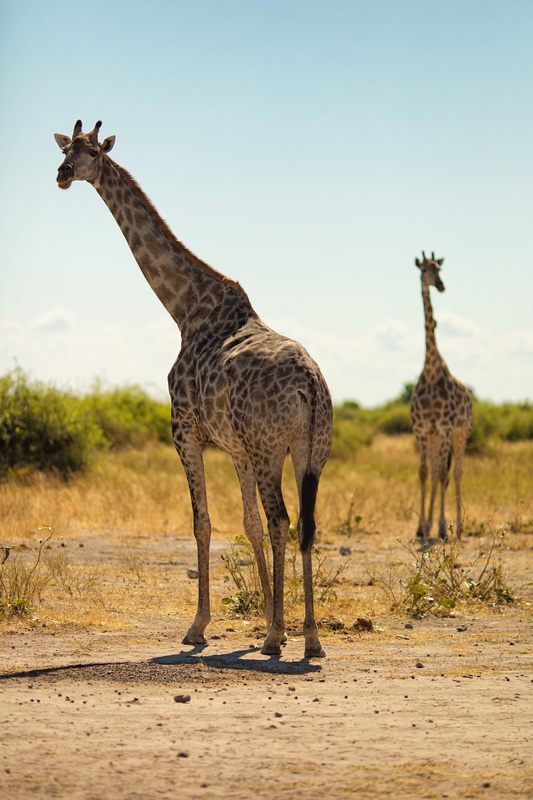 Wildlife photographed during a land safari in Chobe National Park, Botswana