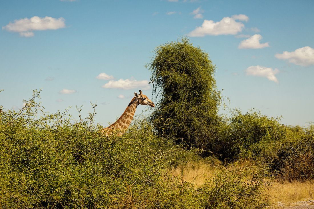 Close-up wildlife portrait from a Chobe National Park safari
