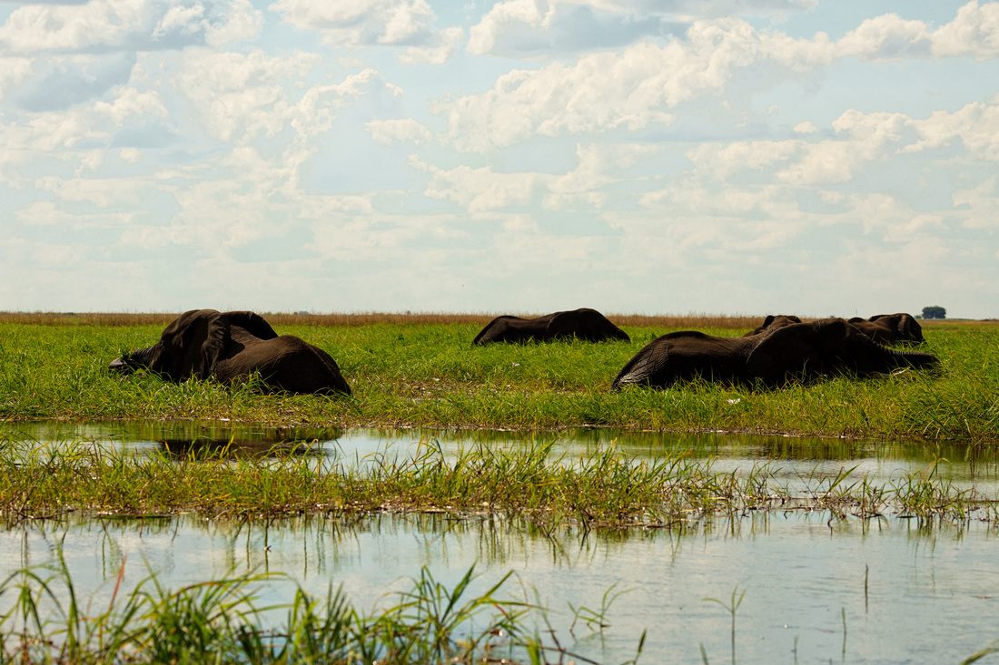 Wildlife photographed during a land safari in Chobe National Park, Botswana