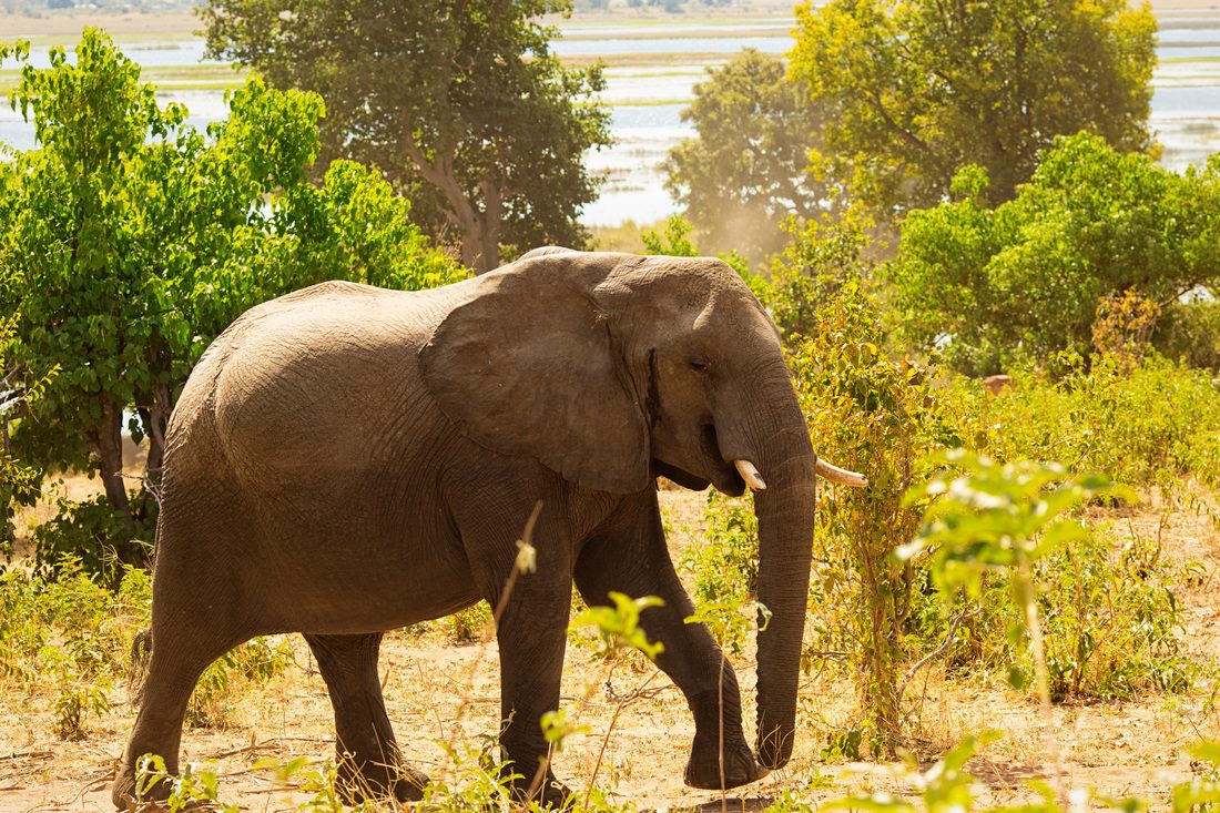 Safari vehicle view of wildlife in Chobe National Park, Botswana