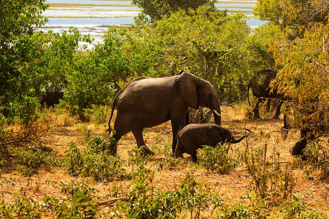 Landscape view of Chobe National Park during a day safari