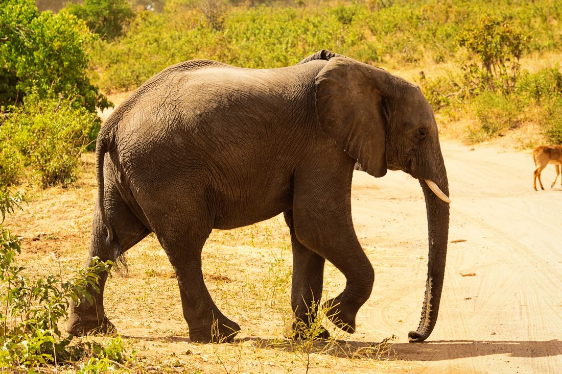 Landscape view of Chobe National Park during a day safari