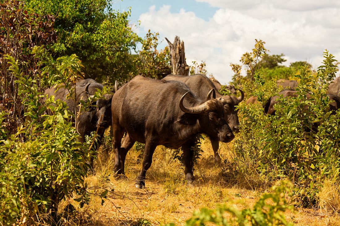 Safari vehicle view of wildlife in Chobe National Park, Botswana