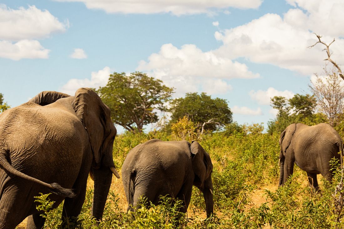 Golden-light safari scene in Chobe National Park, Botswana