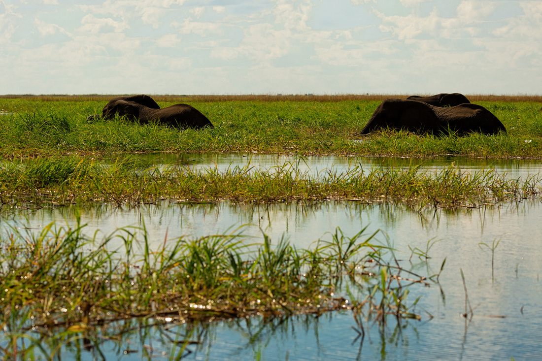 River safari scene along the Chobe River in Botswana