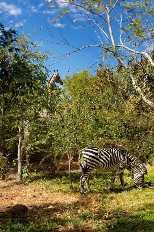 Giraffe wandering the grounds of a resort near Victoria Falls