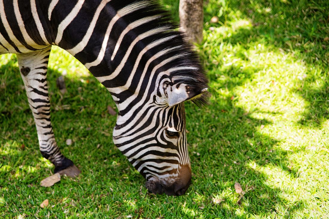 Zebra grazing near a lodge at Victoria Falls