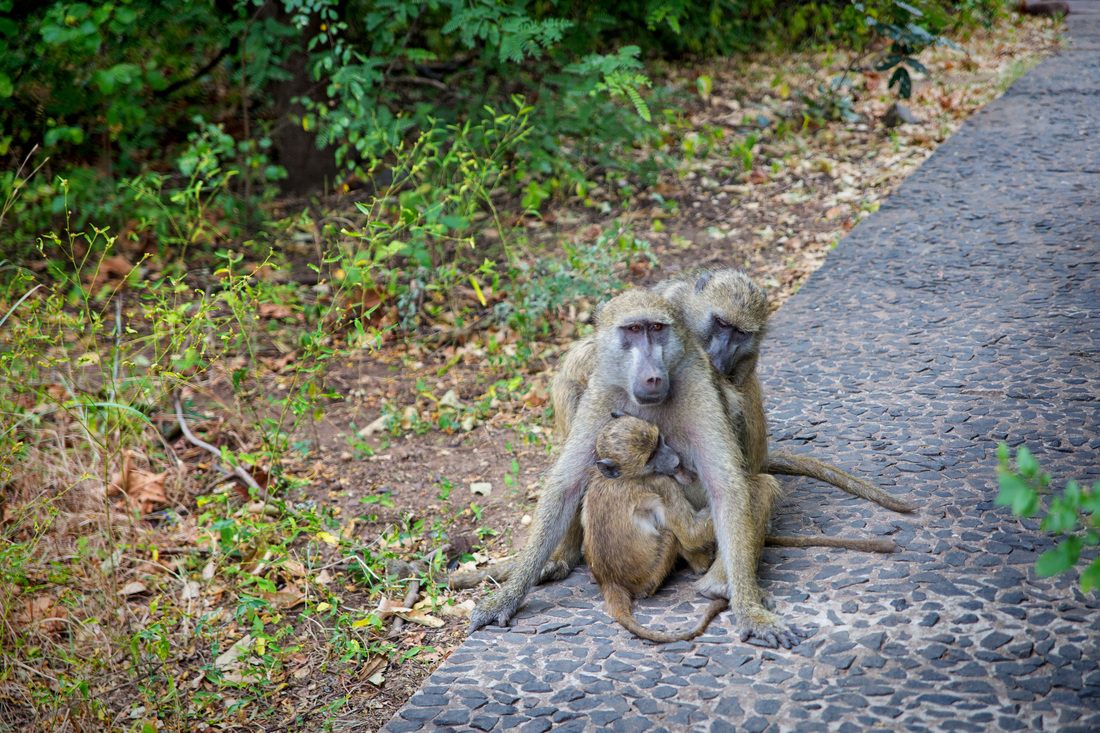 Baboon resting near the trail to Victoria Falls