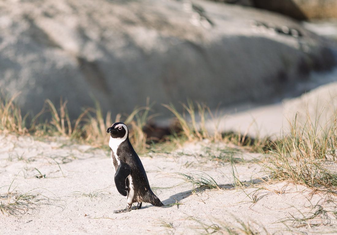 Photo of a boat cruising toward a rocky seal colony island in Cape Town, South Africa