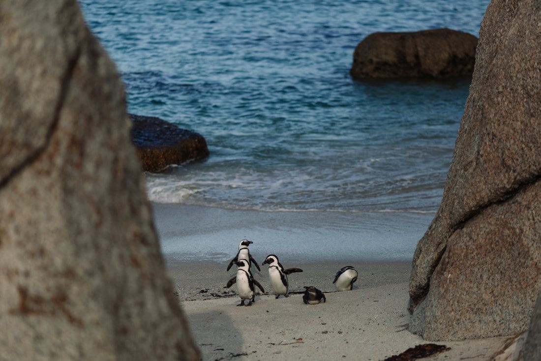 Photo of seals sunning themselves on a rocky outcrop in Cape Town, South Africa