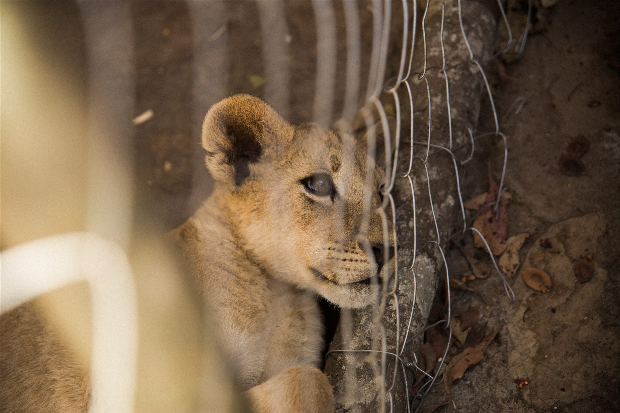 Close-up portrait of a cheetah during a guided walk in Zambia