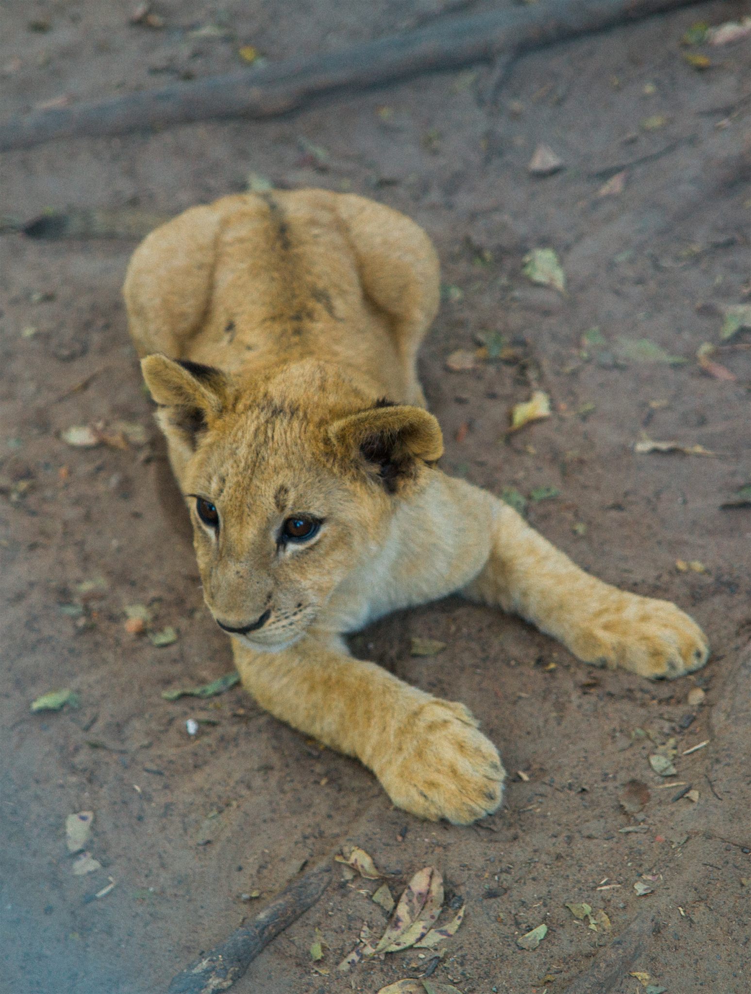 Candid moment with baby lions at a Zambia wildlife reserve
