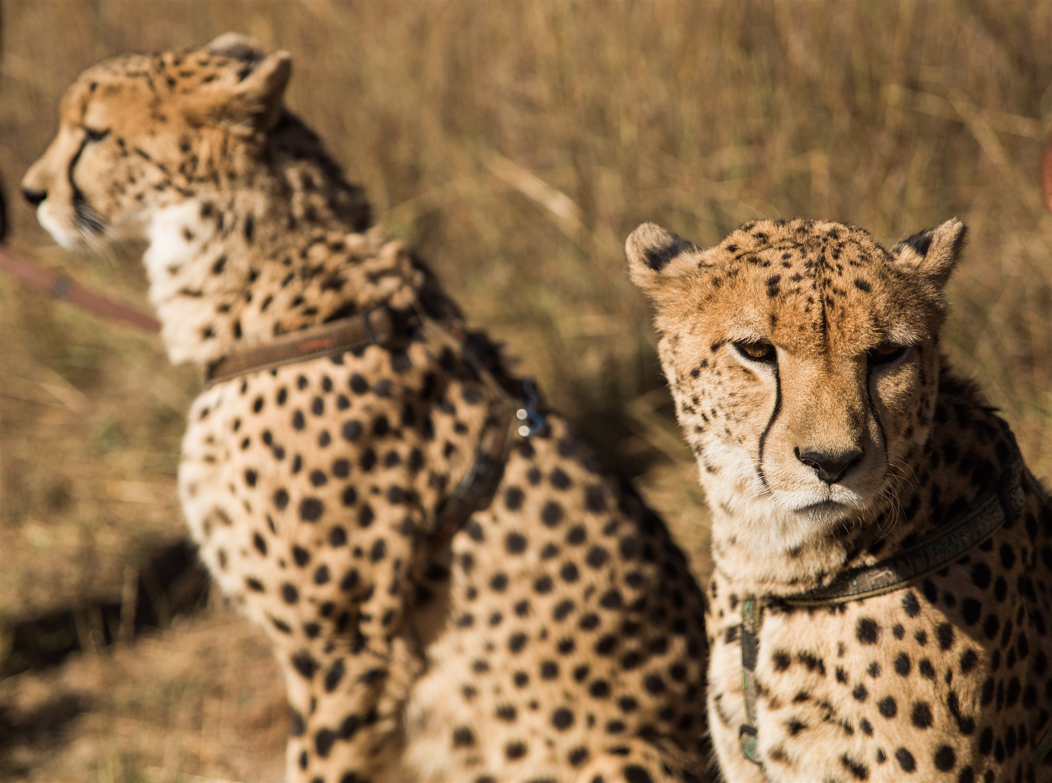 Wide shot of the safari grounds at Chaminuka Lounge, Zambia