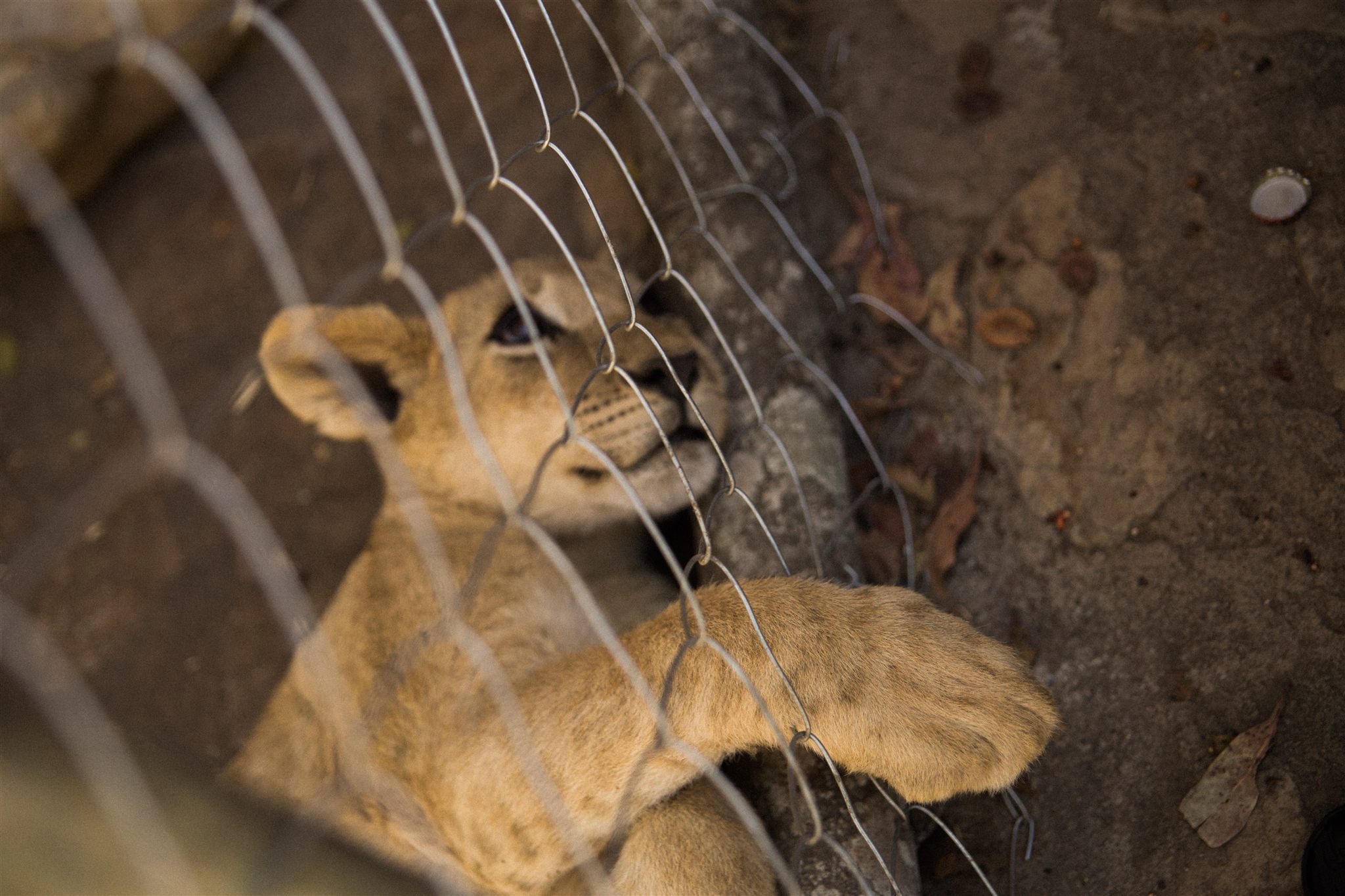 Baby lion cub photographed at Chaminuka Lounge, Zambia