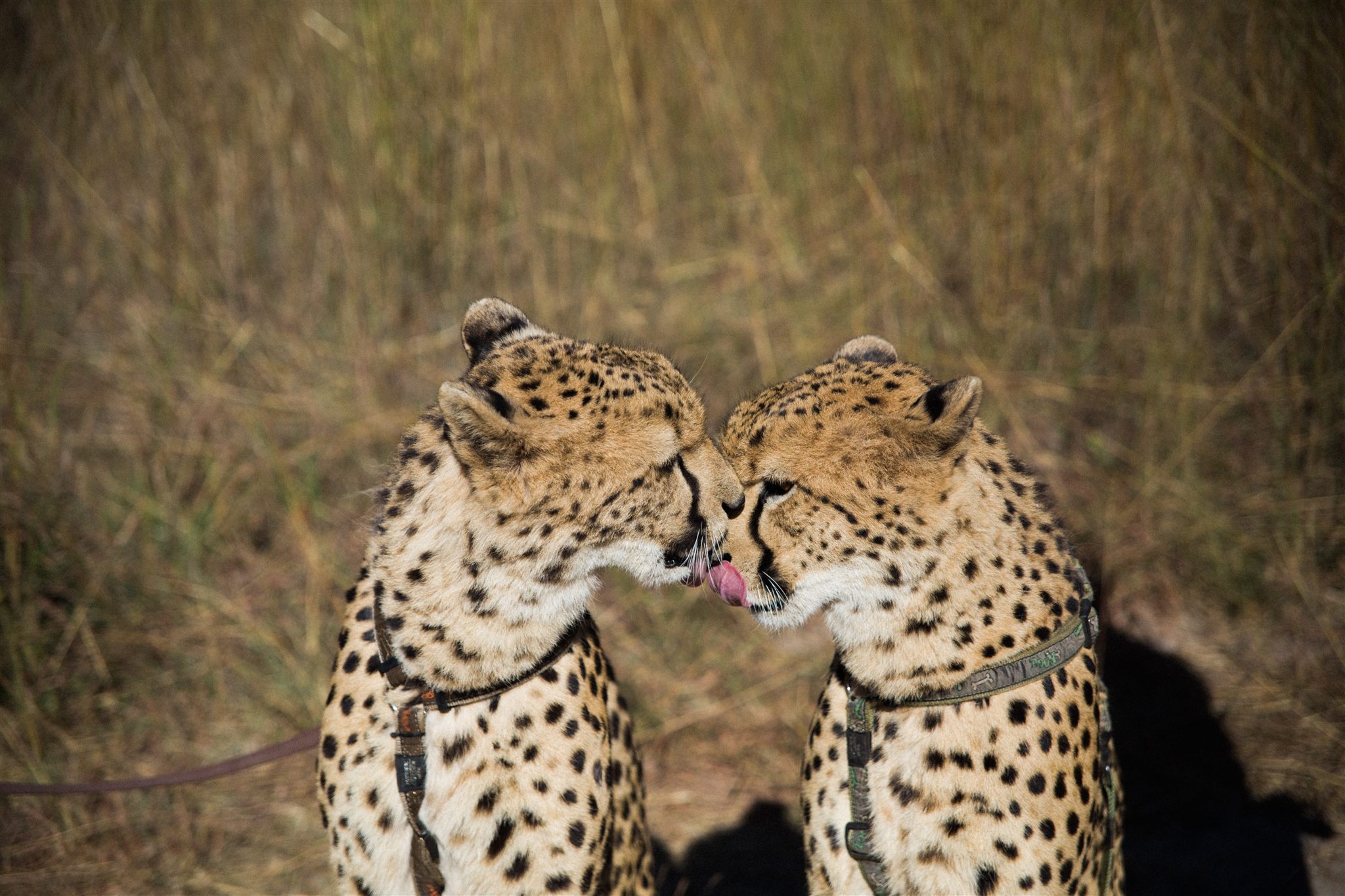 Cheetah walking across open land at Chaminuka Lounge, Zambia