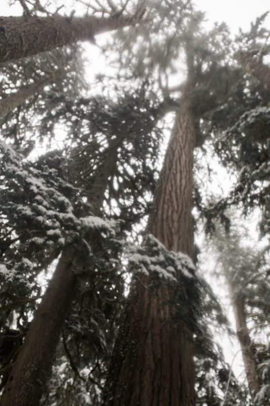 Snow-covered evergreens at Gold Creek during a winter engagement session
