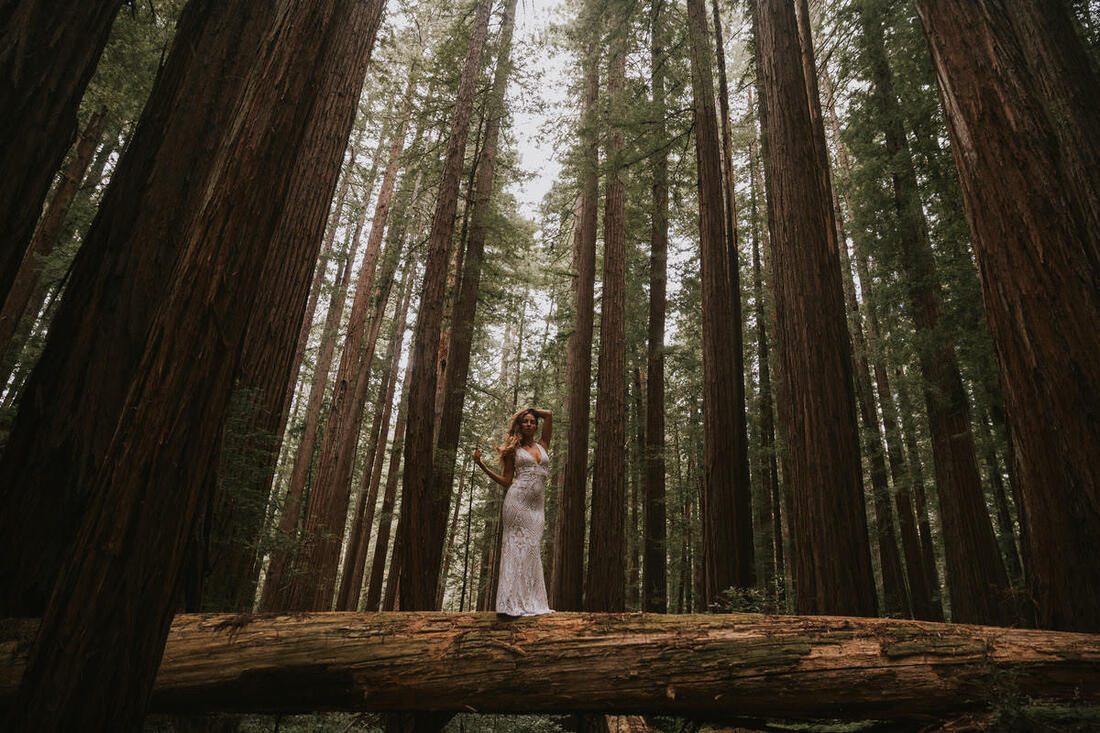 Bride with unbraided flowing hair standing beneath ancient redwood trees