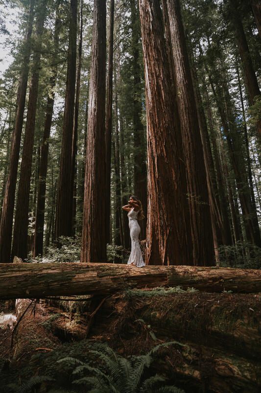 Bride looking up at the forest canopy in Redwood National Forest
