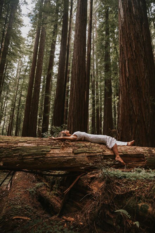 Final portrait of a bride among the Redwood National Forest giants