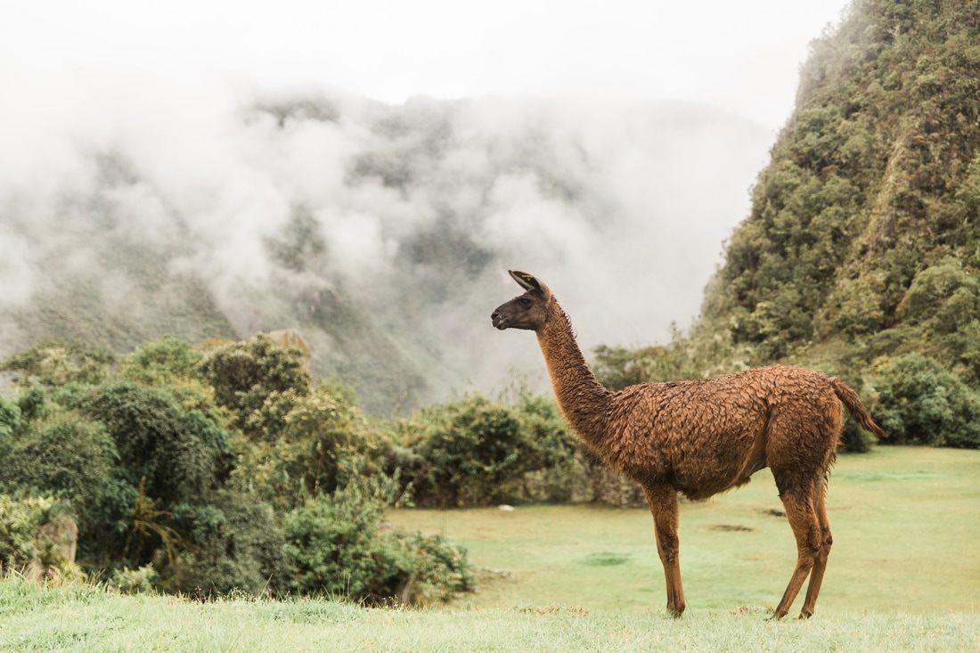 A quiet corner of the Machu Picchu ruins away from the crowds