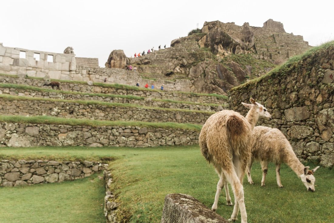 Winding stone paths connecting the different levels of Machu Picchu