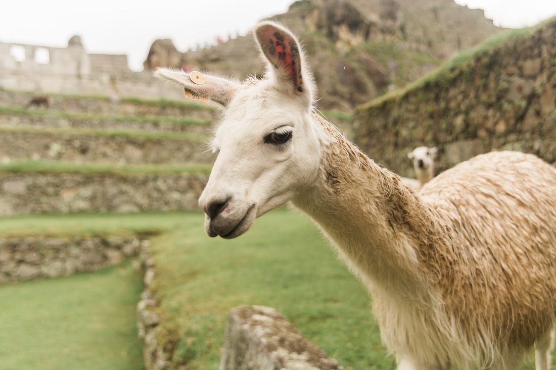 A final look back at the ruins before leaving Machu Picchu