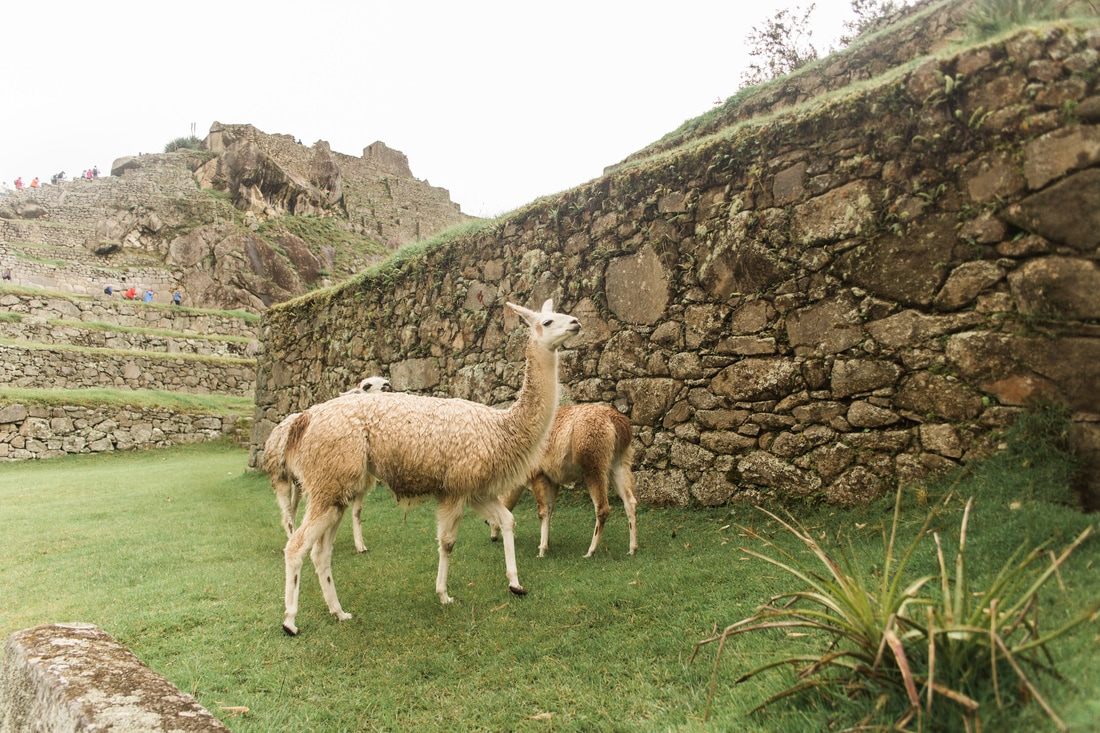 Overgrown greenery softening the edges of the ancient ruins
