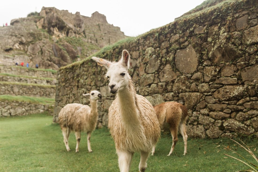 Machu Picchu's citadel walls set against a dramatic mountain sky
