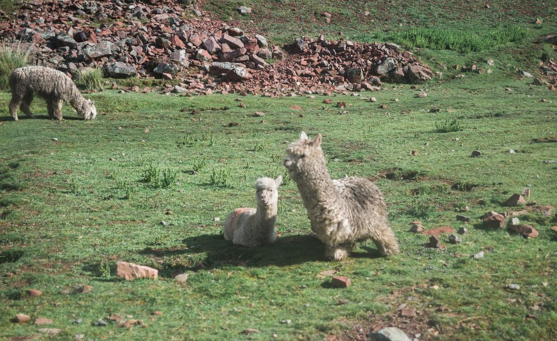 Rugged mountain trail with snow-capped peaks near Vinicunca, Peru