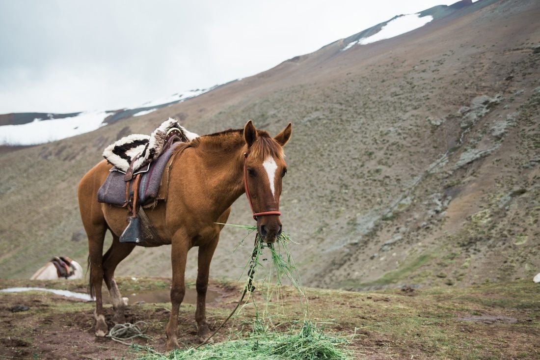 Andean village and grazing livestock along the trail to Vinicunca, Peru