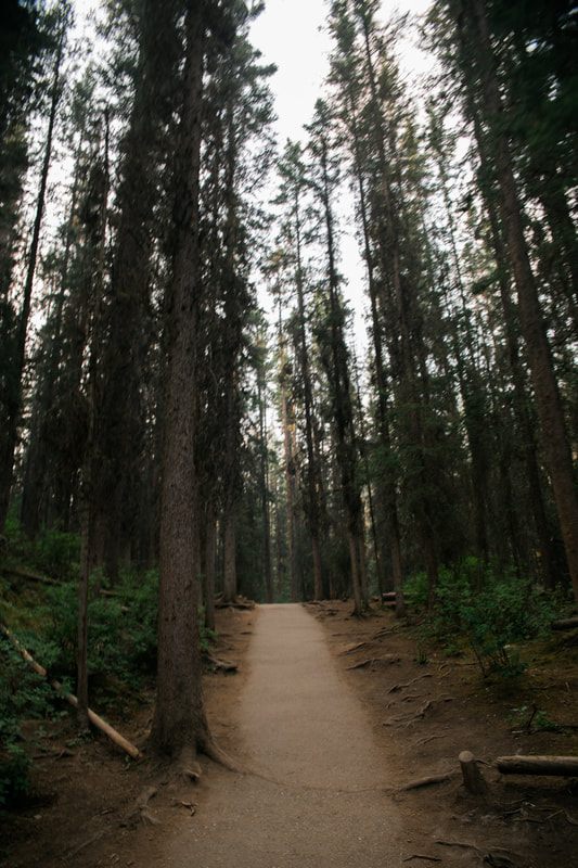 Wildflowers and evergreen forest along a Banff hiking trail