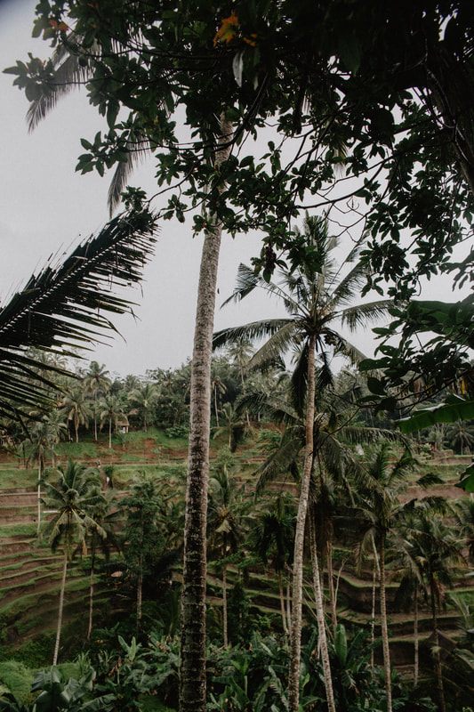 Coffee cherries drying at a Bali coffee plantation, another frame from the trip