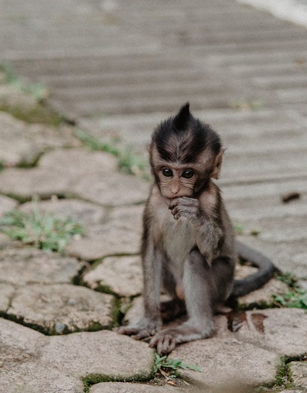 A long-tailed macaque at the Sacred Monkey Forest Sanctuary in Ubud, another frame from the trip