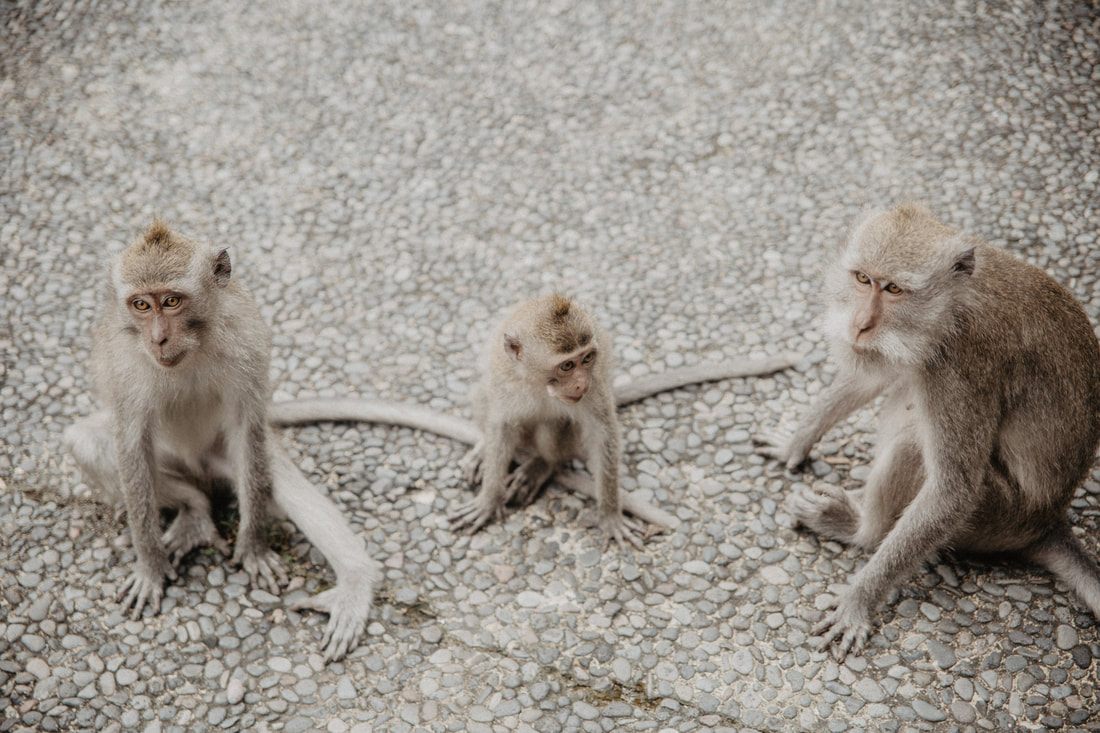 Waves crashing near Tanah Lot Temple on the Bali coast, another frame from the trip