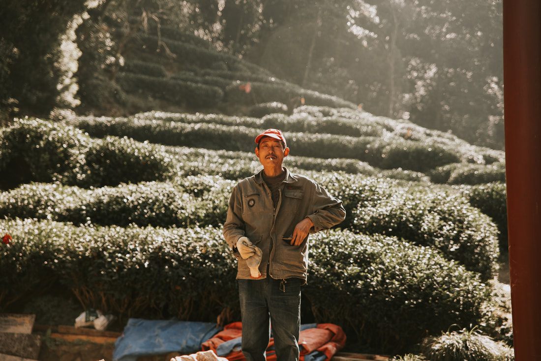 Rows of green tea bushes at the Dragon Well tea plantation outside Hangzhou
