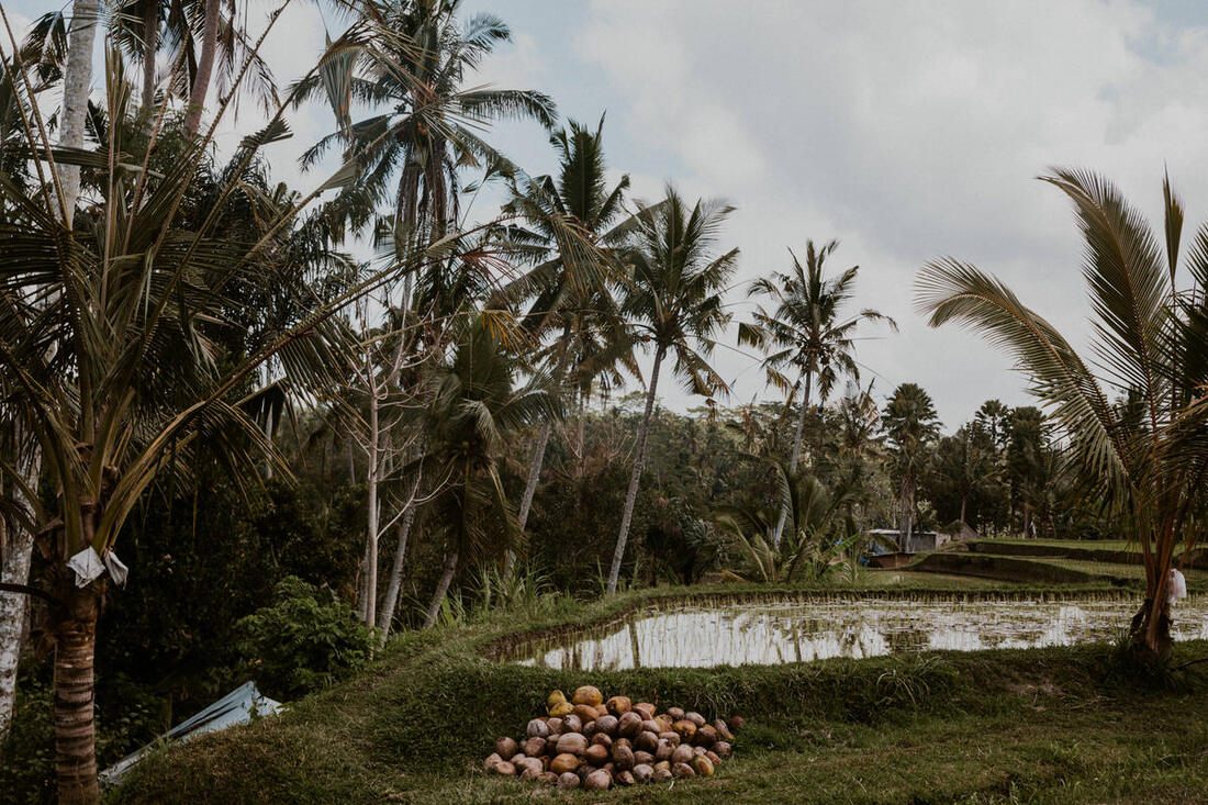 Sunlit rice terrace stretching toward the horizon in Bali (another moment from the trip)