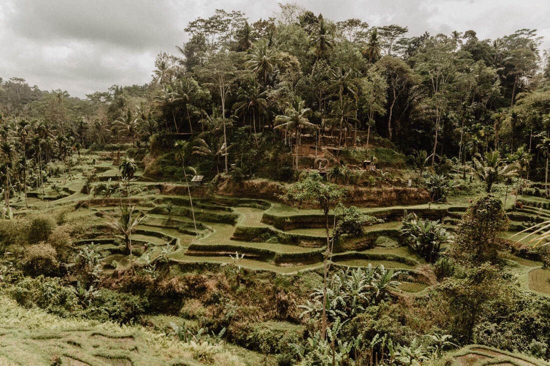 Rice paddy path winding through the Bali countryside (another moment from the trip)