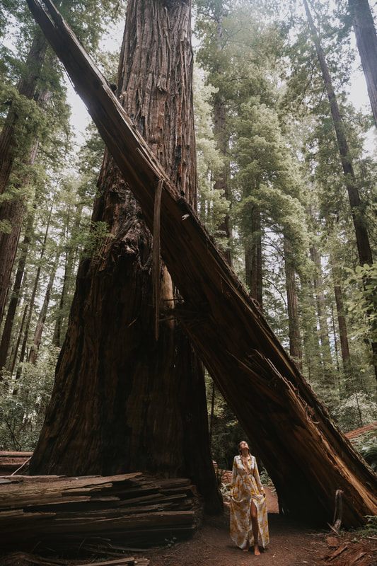 Portrait session in the Redwood National Forest with soft light filtering through the canopy.