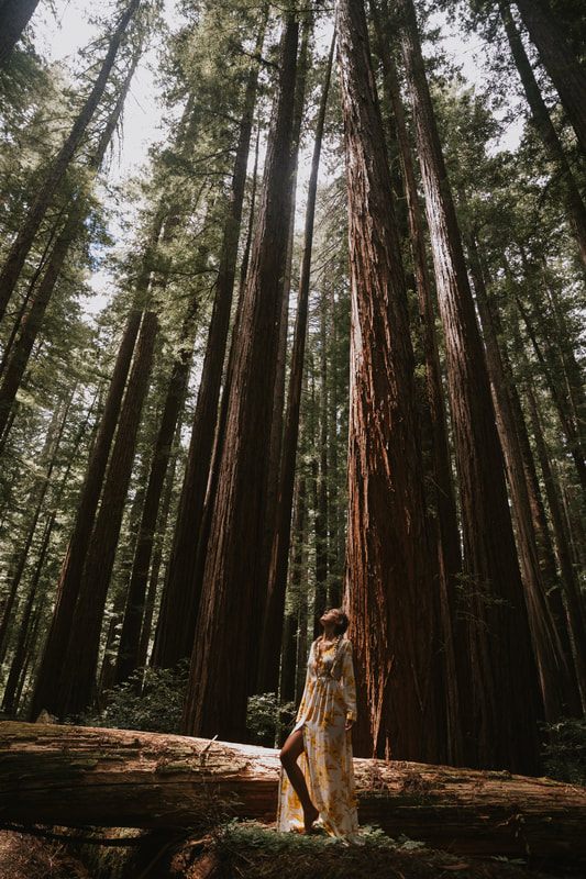 Full-length portrait among ancient redwood trees inspired by Taylor Swift's Folklore album.