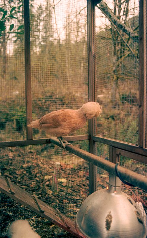 Film photograph of the PNW cabin exterior, shot by Lyndsey Hansen