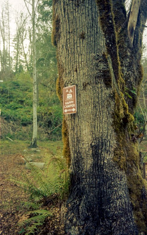 Chickens at the PNW cabin captured in a film photograph