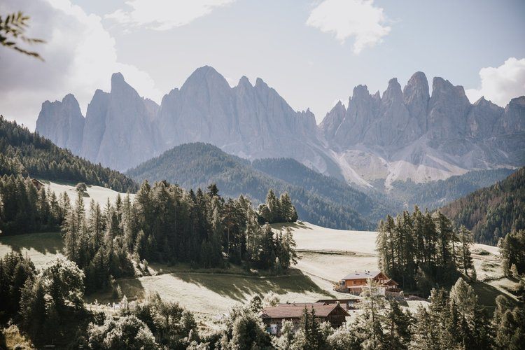 Alpine wildflowers in the Dolomites